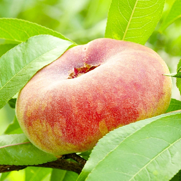 Персики Яскрава Персик Бельмондо (инжирный) (47366) – фото, отзывы ...