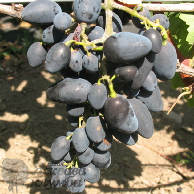 Описание сорта винограда памяти Дженеева (Академик Дженеев) фото и отзывы | Vinograd-Loza