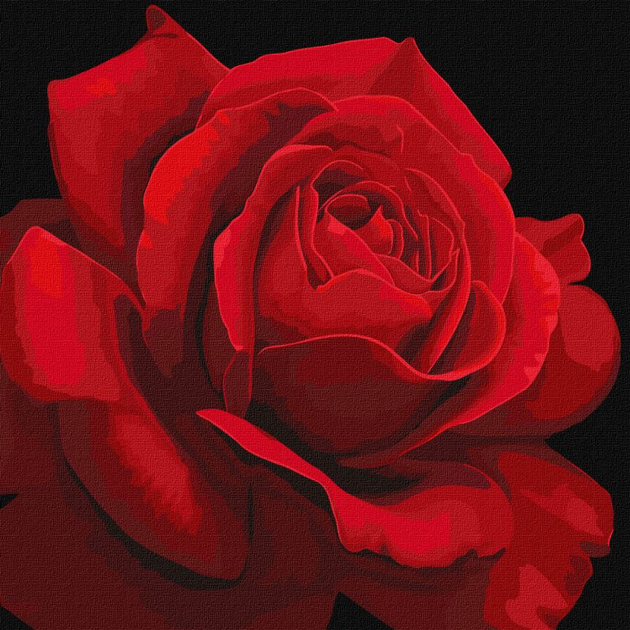 Изображения по запросу Рисунок розы