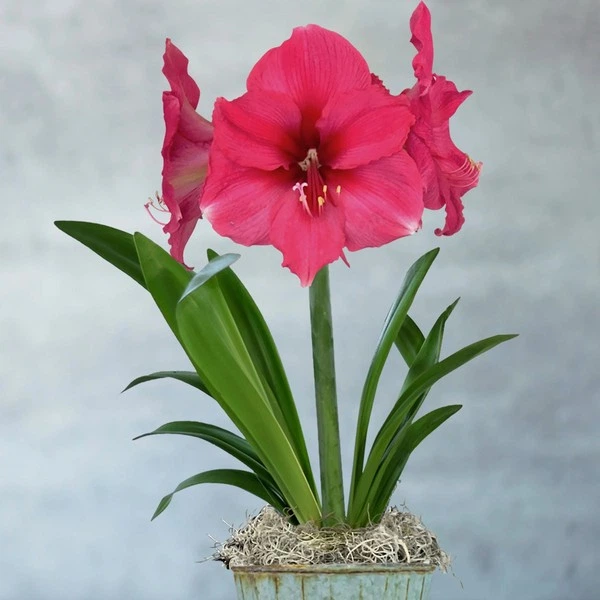 Луковицы Яскрава Гиппеаструм Pink Surprise (подарочная упаковка) (41868) (1шт) - Фото 2 Луковицы Яскрава Гиппеаструм Pink Surprise (подарочная упаковка) (41868) (1шт) - изображение 2