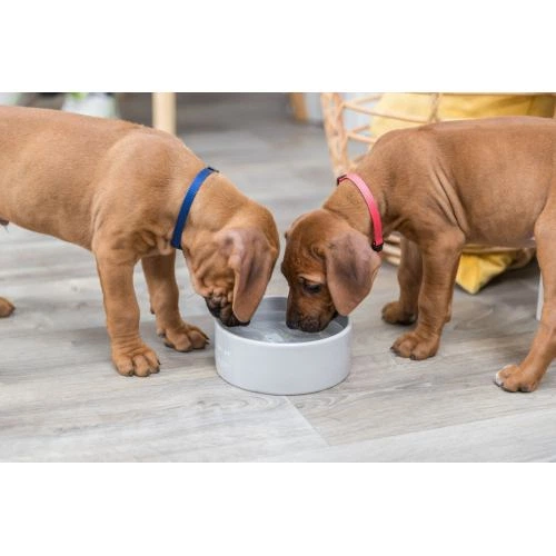 Миска Trixie Junior для цуценят, 800 л, d:16 см (керамічна) - Фото 10 Миска Trixie Junior для цуценят, 800 л, d:16 см (керамічна) - зображення 10