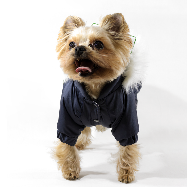 Lucky Pet Костюм Соло синий M №0, 25 х 40 см - Фото 5 Lucky Pet Костюм Соло синий M №0, 25 х 40 см - изображение 5