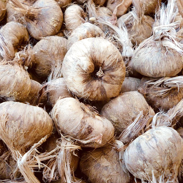 Шафран посевной луковицы 20 шт (Crocus sativus) шафрановый крокус ...