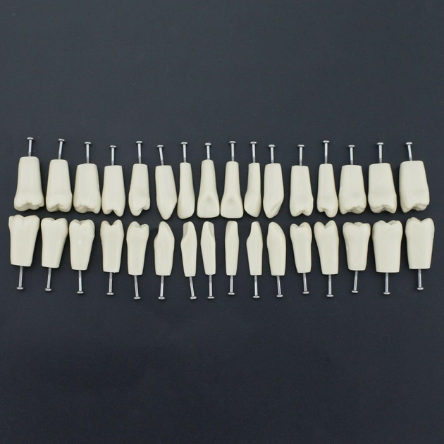 Зуби змінні для моделі, комплект 28 шт - зображення 1