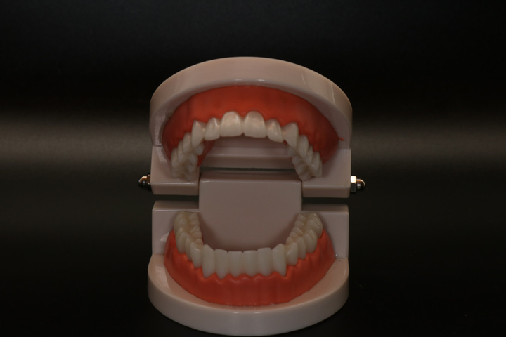 Модель зубів демонстраційна стоматологічна без патологій - изображение 2