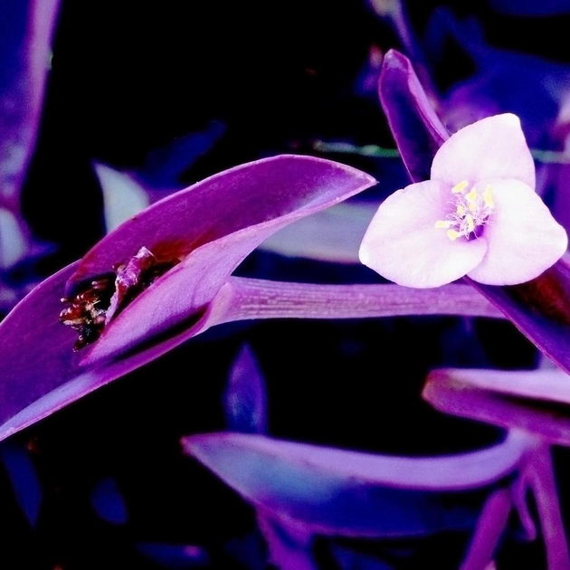 Традесканция Сеткреазия Пурпурная (Tradescantia Setcreasea Purpurea)