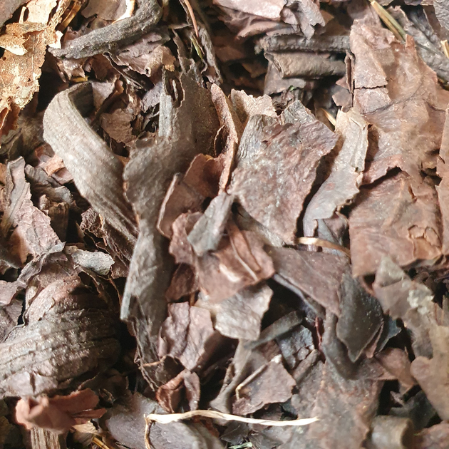 Бадан товстолистий/монгольський чай лист сушений 100 г - зображення 1