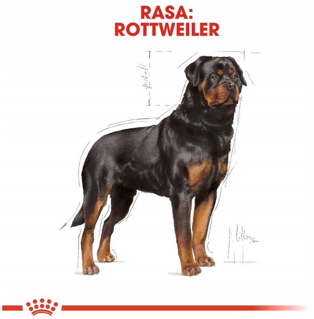 Сухий корм Royal Canin Rottweiler Adult для дорослих собак породи ротвейлер 12 кг (3182550736060) - зображення 6