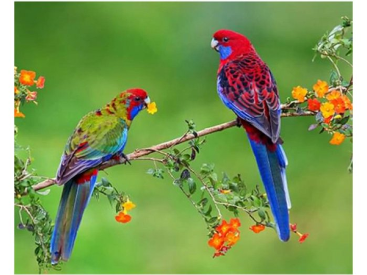 Алмазная мозаика Птицы Попугаи, TK Group (30х40 см), GB 77817 – фото ...
