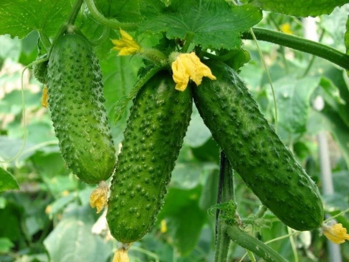 Семена огурец-корнишон Пальчик Яскрава 1 г - изображение 3