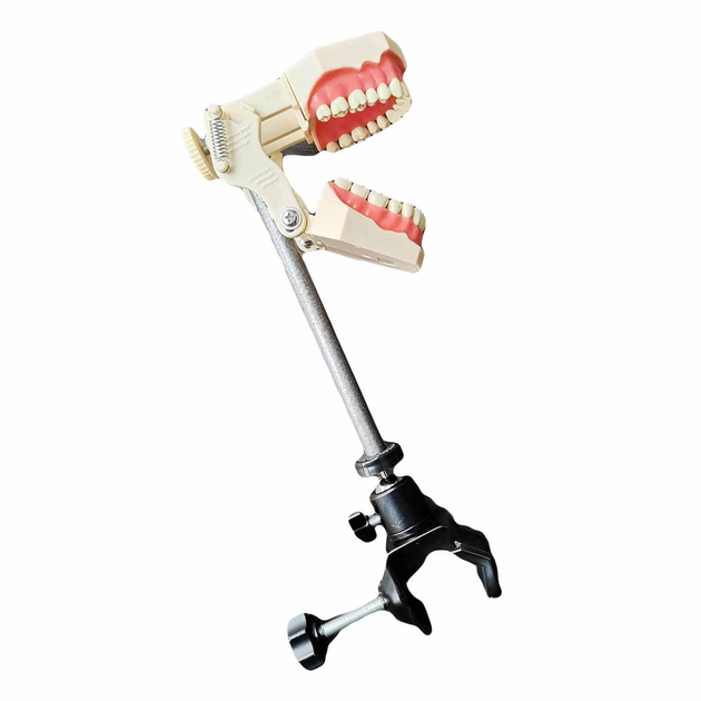 Стоматологічний манекен, фантом для демонстрації навичок, щелепа для стоматологічної практики - зображення 2