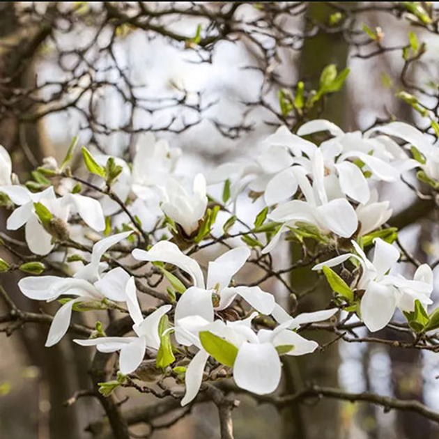 Саженцы Магнолии Кобус (Magnolia Kobus) P9, сеянец – купить онлайн на ...