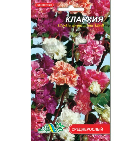 Насіння Кермек різні кольори однорічник середньорослий 0.2 г - Фото 1 Насіння Кермек різні кольори однорічник середньорослий 0.2 г - зображення 1