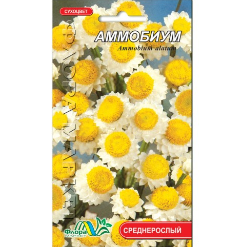 Насіння аммобіум біло-жовтий сухоцвіт середньорослий багаторічник 0.2 г - Фото 1 Насіння аммобіум біло-жовтий сухоцвіт середньорослий багаторічник 0.2 г - зображення 1