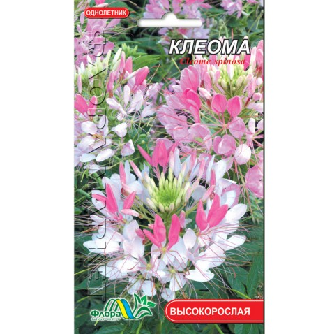 Семена Клеома смесь разные цвета однолетник высокорослый 0.1 г - Фото 1 Семена Клеома смесь разные цвета однолетник высокорослый 0.1 г - изображение 1