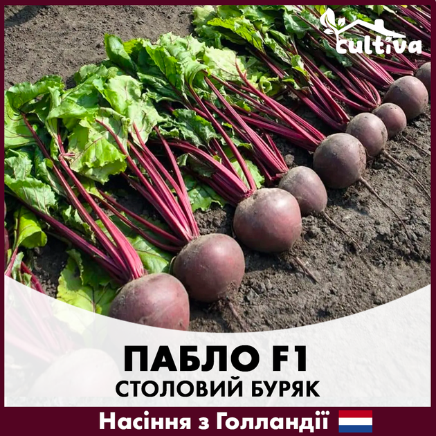 Голландське Насіння Bejo Буряк Пабло F1 3г - зображення 2
