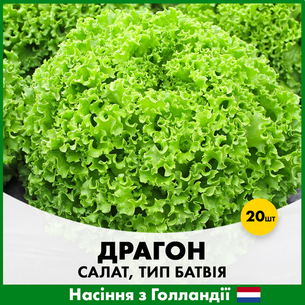 Голландские семена Hazera Салат Драгон тип Батавия 20 шт - изображение 2