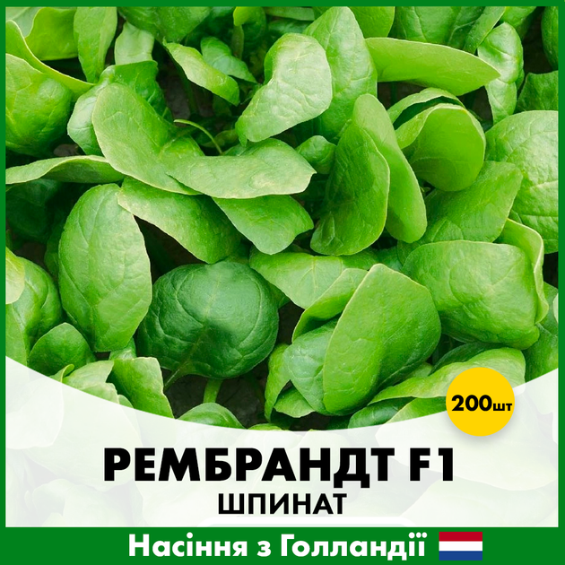 Голландские Семена Bejo Шпинат Рембрандт F1, 200 шт - изображение 2