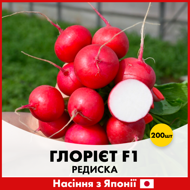 Японське насіння Sakata Редис Глорієт F1 200 шт - Фото 1 Японське насіння Sakata Редис Глорієт F1 200 шт - зображення 1