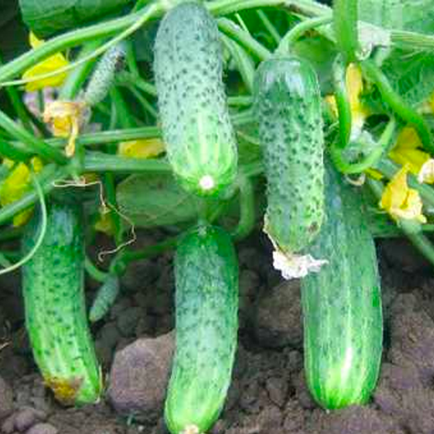Голландские семена Nunhems Огурец Криспина F1 50 шт - изображение 2