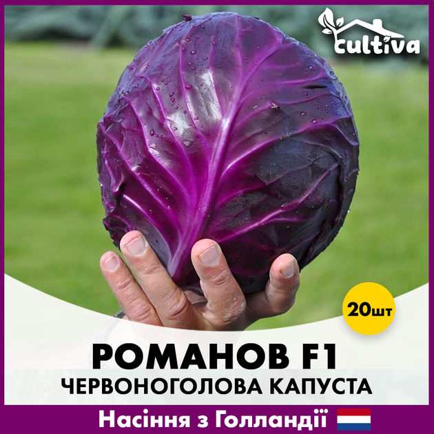 Голландские семена Hazera Красноголовая капуста Романов F1 20 шт - Фото 3 Голландские семена Hazera Красноголовая капуста Романов F1 20 шт - изображение 3