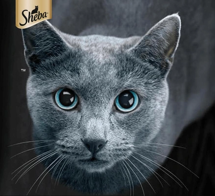 Вологий корм для котів Sheba Craft Collection мікс смаків 4 х 85 г (5900951278303) - зображення 2