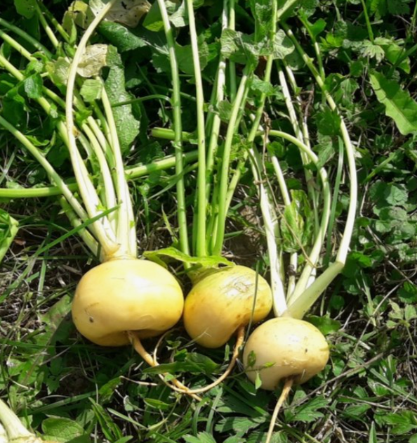 Насіння Репа Петровська-1, 1 г (GL Seeds) - зображення 2