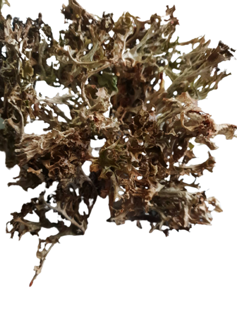 Цетрария исландская/исландский мох сушеный 100 г - изображение 1