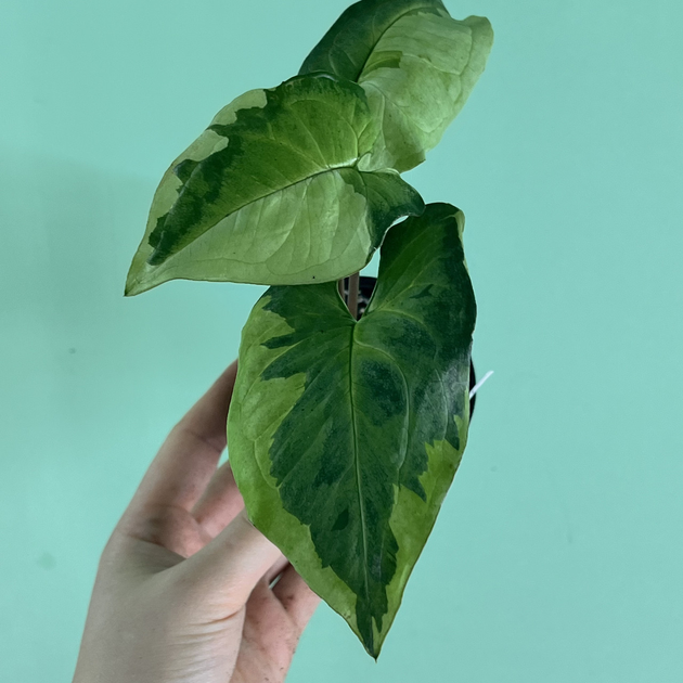 Сингониум Три короля Syngonium Three kings – фото, отзывы ...