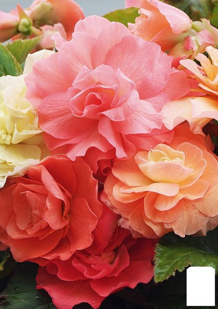 Бегония ароматная "Parfum Pastel Pink" (177191) – купить онлайн на ROZETKA