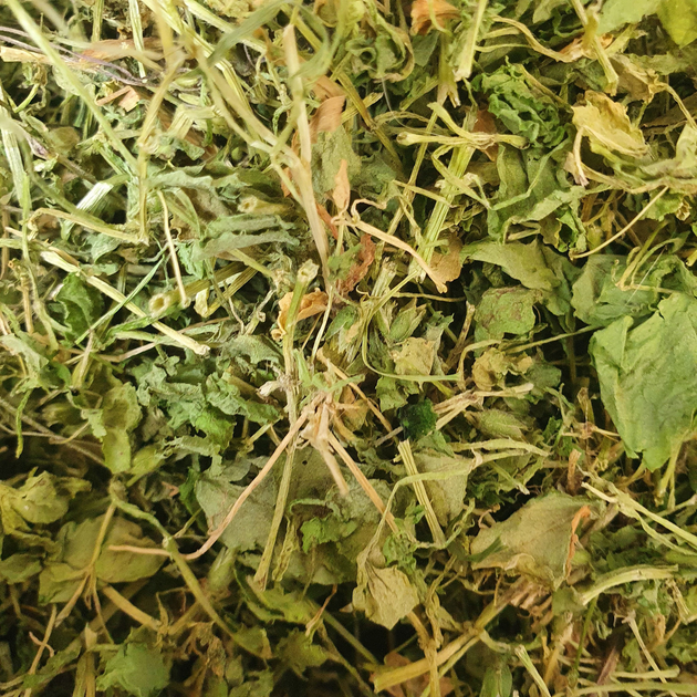 Звездчатка средняя/мокрица трава сушеная 100 г - изображение 1