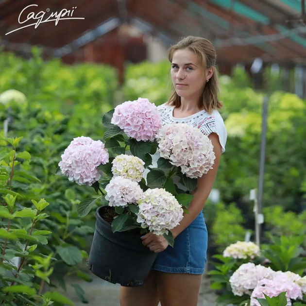 Гортензія крупнолиста 'Hovaria ® Hopaline'. Контейнер 3л - Фото 2 Гортензія крупнолиста 'Hovaria ® Hopaline'. Контейнер 3л - зображення 2