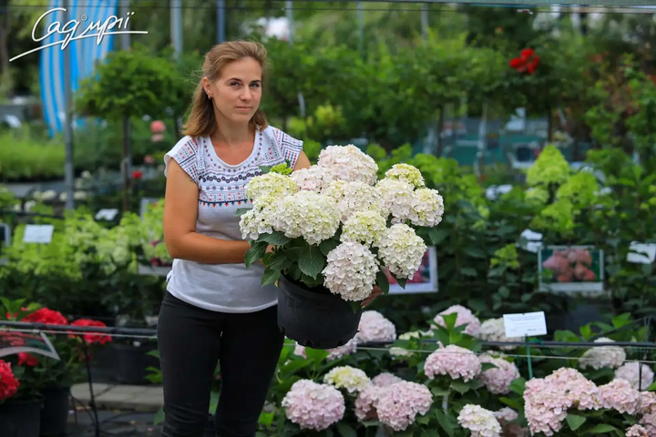 Гортензія крупнолиста 'Hovaria ® Hopaline'. Контейнер 3л - Фото 4 Гортензія крупнолиста 'Hovaria ® Hopaline'. Контейнер 3л - зображення 4