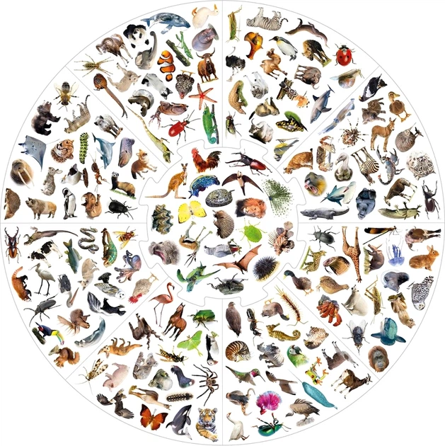 Настільна гра Educa Vildkatten Animals (8412668189751) - зображення 3