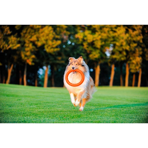 Игрушки Collar PitchDog Кольцо для апортировки, оранжевый d: 28 см (z62384) - Фото 4 Игрушки Collar PitchDog Кольцо для апортировки, оранжевый d: 28 см (z62384) - изображение 4