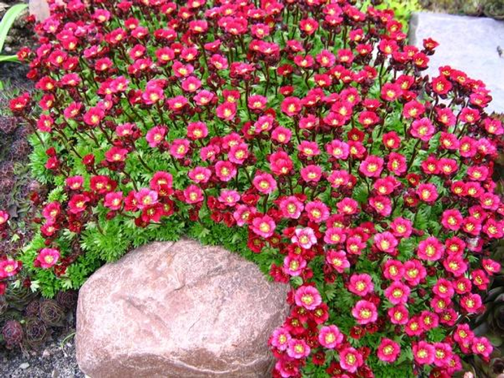 Камнеломка Арендса Триумф. (Saxifraga arendsii Triumph) Р9 – фото ...