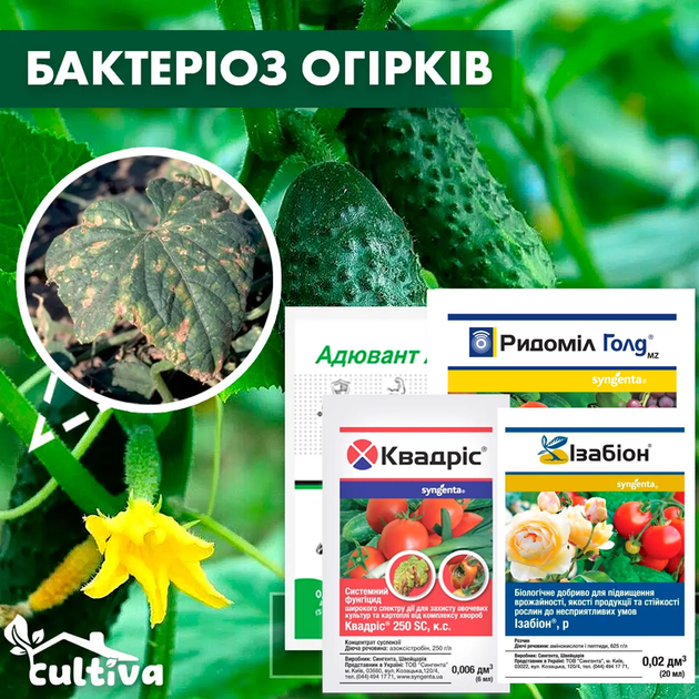 Бактеріоз огірків - комплект захисту - Фото 1 Бактеріоз огірків - комплект захисту - зображення 1