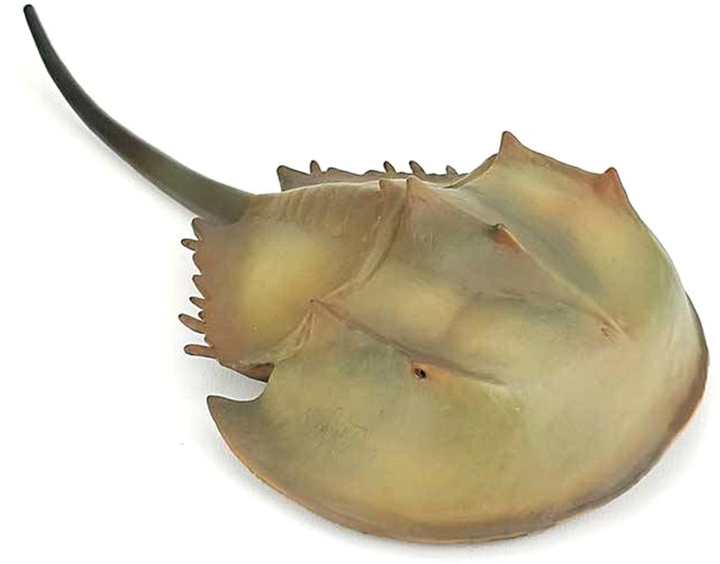 Figurka Collecta Horseshoe Crab XL 16 cm (4892900889054) - obraz 1