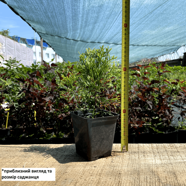 Саженцы Туи западной Голден Смарагд (Thuja occidentalis Golden Smaragd) Р9 - изображение 2