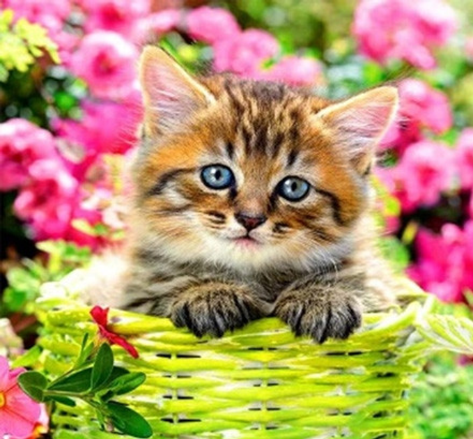 Набор Алмазная мозаика вышивка Котик Мурчик котенок, кошка, кот на ...