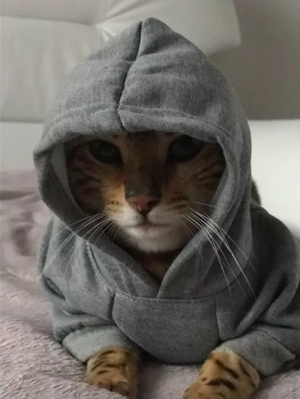 Худи для котов и кошек Pet Style "Security" Серый S - Фото 9 Худи для котов и кошек Pet Style "Security" Серый S - изображение 9