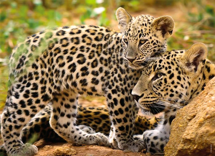 Zestaw puzzli Ravensburger Bumper Pack Wild Animals 36 x 26 cm 4 x 100 elementów (4005556056248) - obraz 3