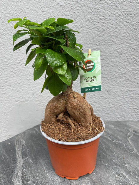 Фикус Гинсенг Микрокарпа Ficus Microcarpa Ginseng, 12х35 см (7875 ...