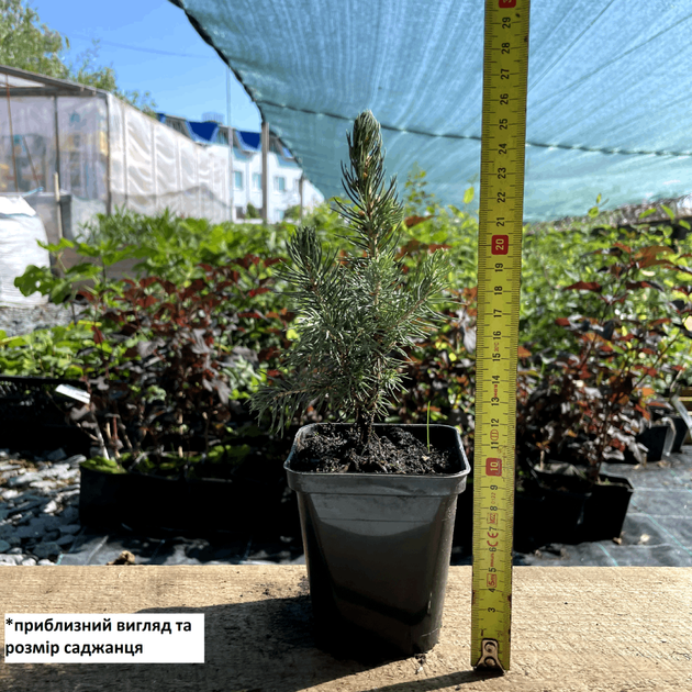 Саженцы Ели колючей голубой Санта Фе (Picea pungens Santa Fe) Р9 - изображение 2
