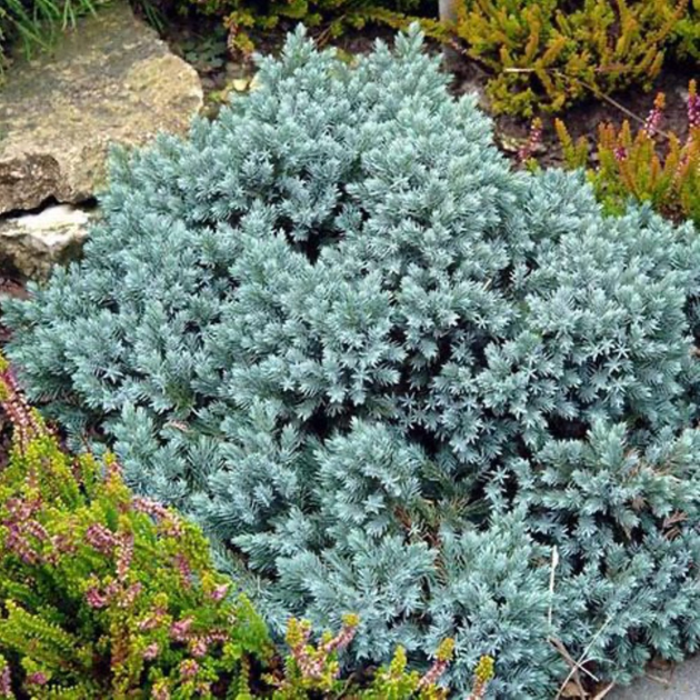Саженцы Можжевельника китайского Блю Альпс (Juniperus chinensis Blue Alps) Р9 - изображение 12