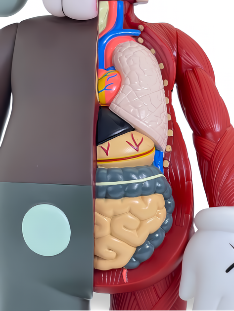 Статуэтка KAWS x Companion Flayed Open Edition x Color 400% 34 см Brian Donnelly Анатомия - изображение 7