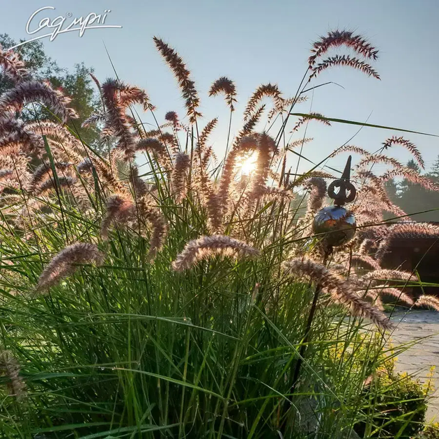 Перистощетинник восточный 'Flamingo', Контейнер 1,5л - изображение 5