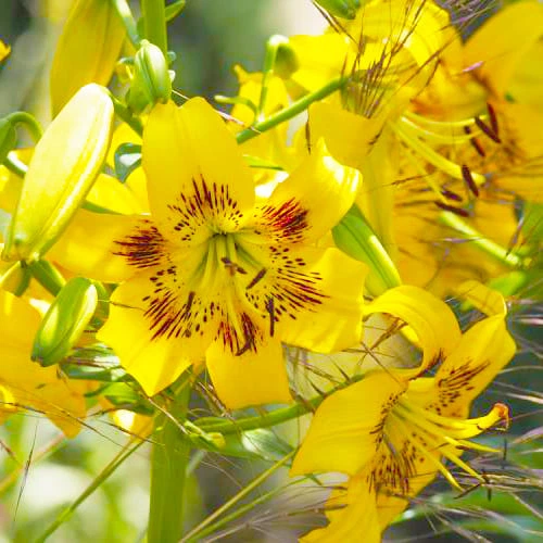 Лілія Yellow Bruse Азіатський гібрид Жовтий Цибулини Florium (203451) - Фото 2 Лілія Yellow Bruse Азіатський гібрид Жовтий Цибулини Florium (203451) - зображення 2