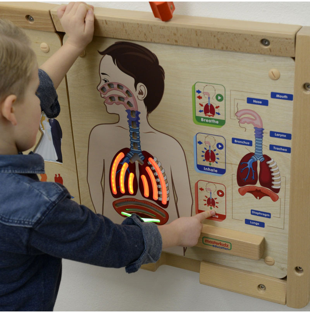 Zestaw do eksperymentów naukowych Masterkidz Montessori System oddechowy (6955920014405) - obraz 3