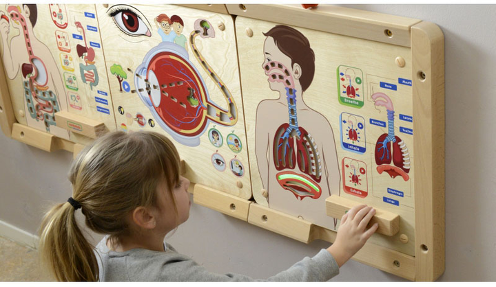 Zestaw do eksperymentów naukowych Masterkidz Montessori System oddechowy (6955920014405) - obraz 4